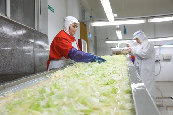 这就是山东丨颗颗都有“身份证”走向世界餐桌的胶州大白菜