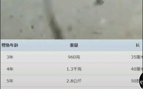 搏渔钓台怎么样，国外钓鱼方法