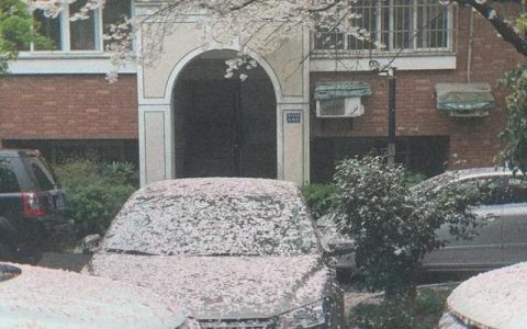 吴山花鸟市场怎么样，吴山广场河坊街过年有活动吗