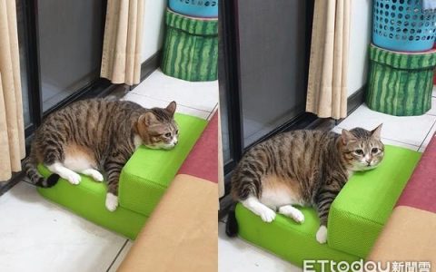 怎么样卖楼梯，猫楼梯图片
