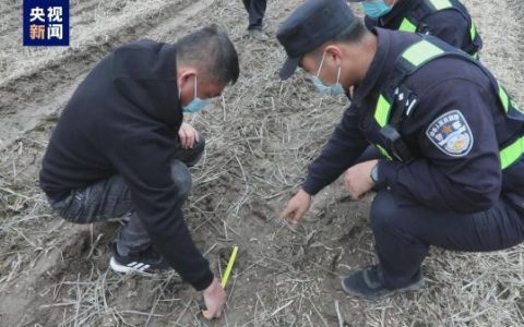成功放归自然的东北虎：一次伟大的野生动物保护实