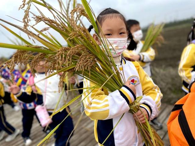 趣探乡野，找“稻”快乐！杭州新湾二幼把教室搬到农田里