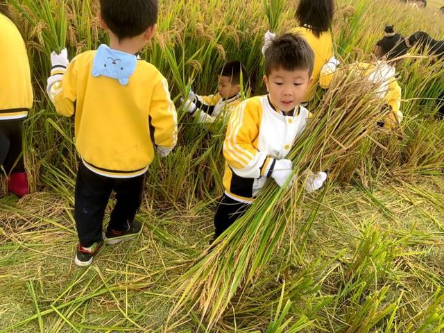 趣探乡野，找“稻”快乐！杭州新湾二幼把教室搬到农田里