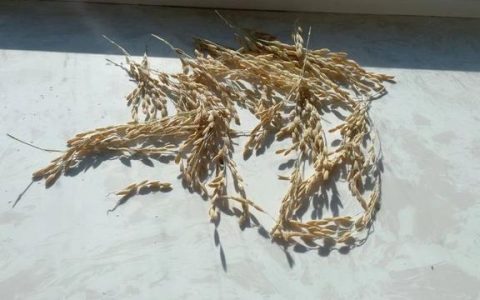 产粮第一大省端牢中国饭碗（中国粮食安全 守护着国人的饭碗）