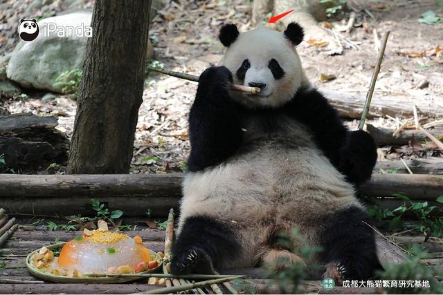 技术贴！如何分辨大熊猫