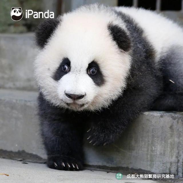 技术贴！如何分辨大熊猫