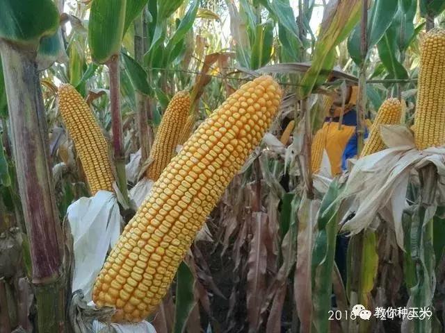 选择玉米品种，一味追求大棒，究竟是对还是错？