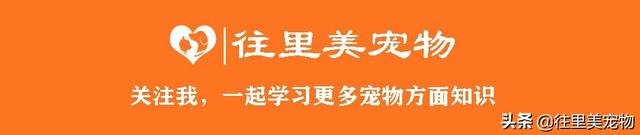 养鸟没一个漂亮的鸟笼怎么行！9种常见观赏鸟鸟笼的制作方法介绍