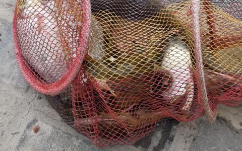 天洋鱼竿野钓王怎么样，黄河急流钓鱼