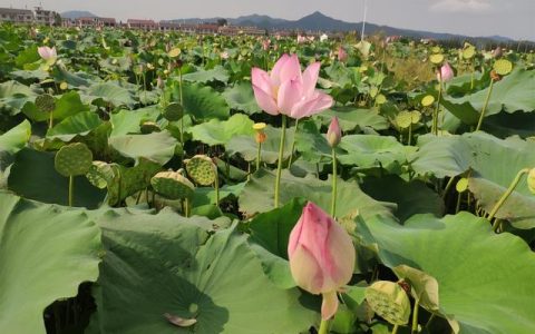 怎么样的莲子才可以种，太空莲36号种苗价格