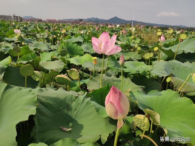凡事预则立，种植白莲选什么品种，太空莲36号还是建选17号？