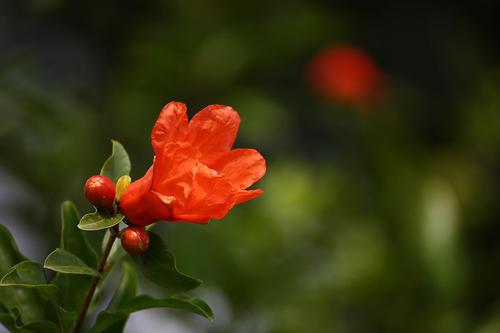 火红的石榴花，挂满枝头，点燃夏日激情