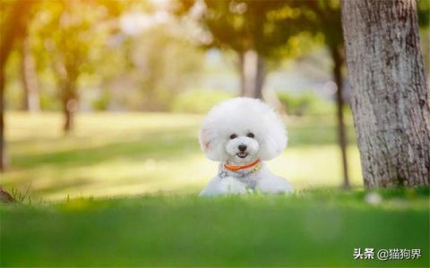 怎么样给比熊剪毛，怎么样给比熊犬修毛