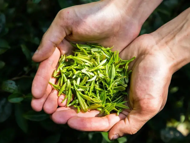 到四川游玩，喝什么茶最值得？茶店老板推荐2款平价茶，堪比名茶