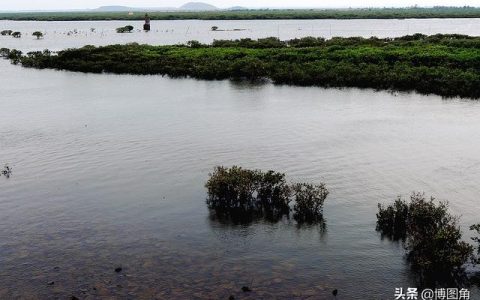 广西河口怎么样，北仑河口红树林自然保护区