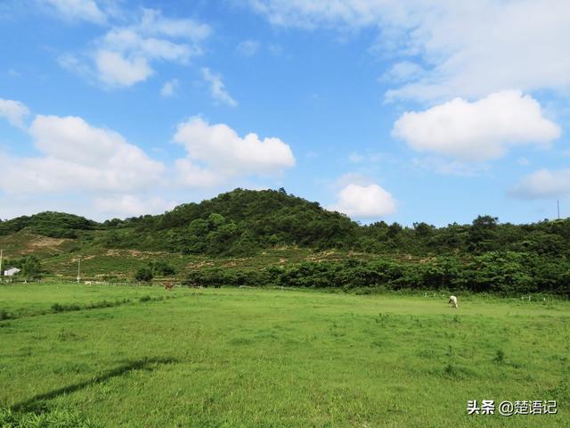 宁波三勤村这片田野，白鹭围着骏马走，不是草原却比西部草原还美