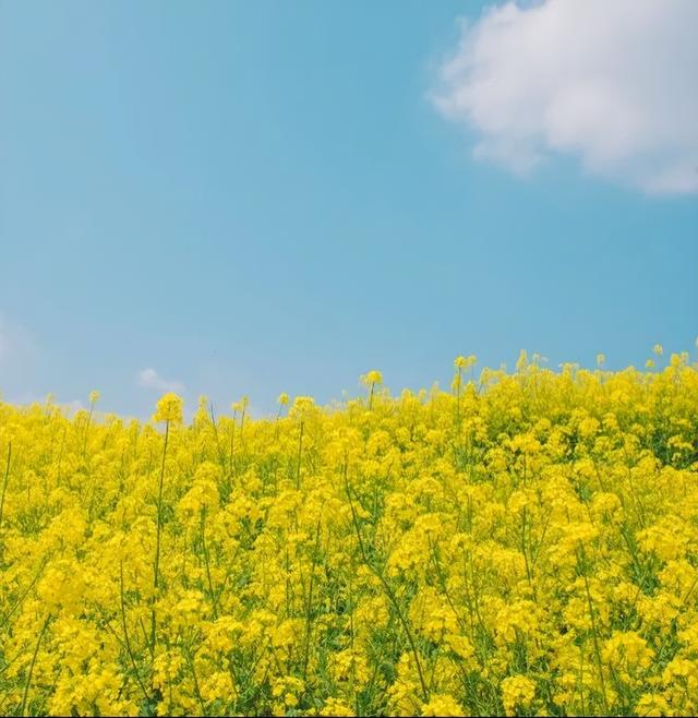 惊蛰|家乡的春天什么样？远程看摄像画面！