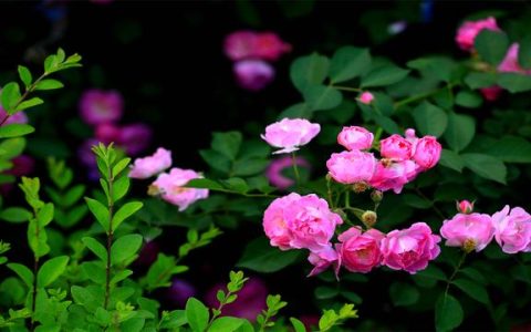 落花不是无情物缤纷春色护花情