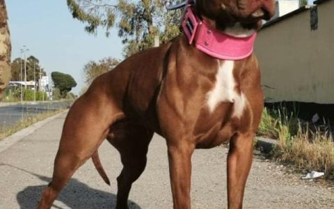 杜高犬奔跑速度怎么样，比特犬vs杜高犬,谁的战斗力更强些