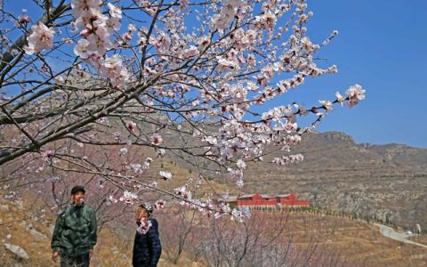 桃花盛开山寺美景美不胜收