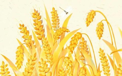 杭州师范大学附属中学(杭州师范大学附属中学录取分数线)