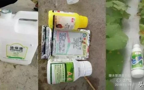 德劲de27怎么样，哈密瓜细菌性角斑病的特效药