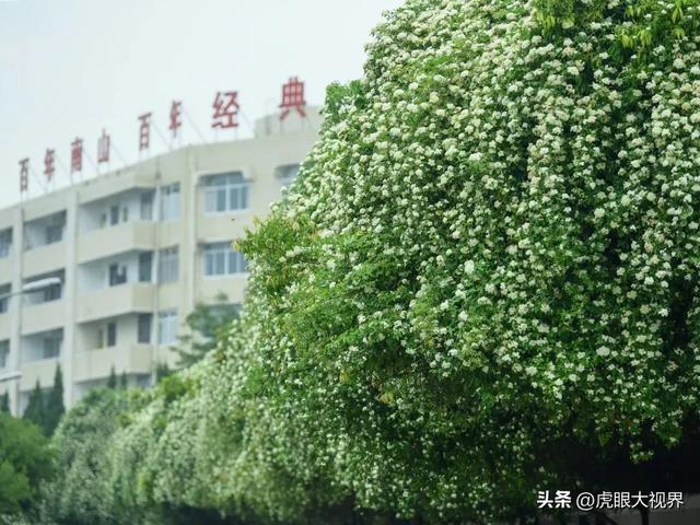 南山中学，就差一道校门！