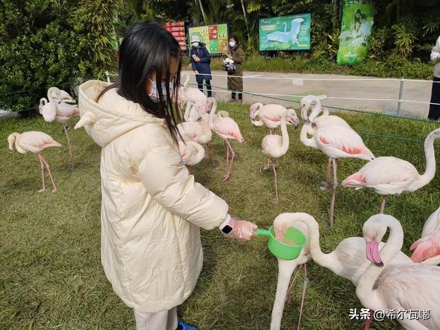 长隆游玩攻略，帮你节省50%的时间