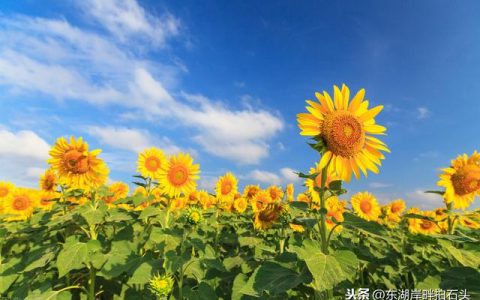 国翔电子怎么样，枣庄老城吾悦广场在哪位置
