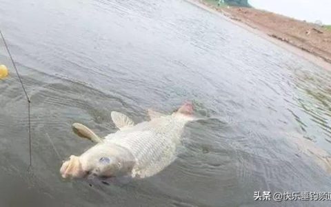怎么样钓野糖鲤鱼，细线如何遛鱼