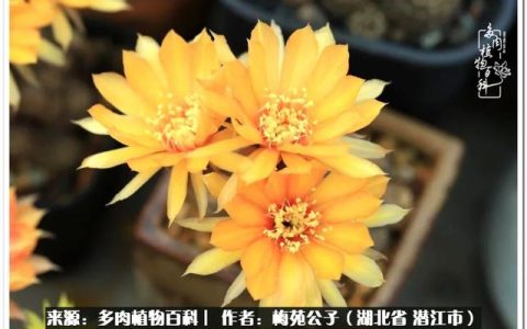 大连天巳上班怎么样，流年里面的肉软绵绵坏了不