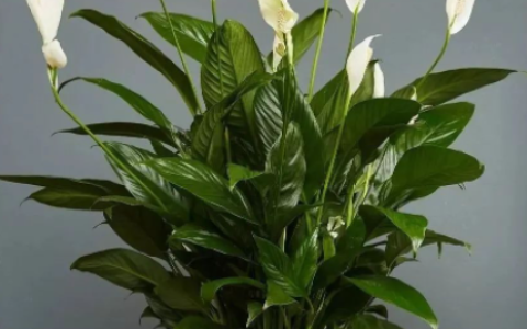 一帆风顺绿植怎么样，一帆风顺绿植怎么养护