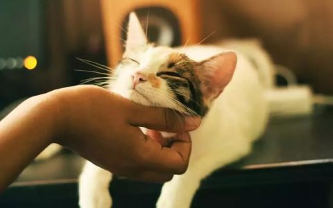 如何养育一只可爱的猫咪Lovecat
